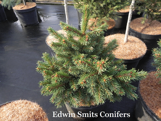 Picea obovata 'Karelian Bear' (KD # 02-15)